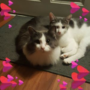 Meet your Posher, Renee